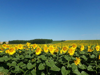 Fototapeta na wymiar sunflower field of sunflowers