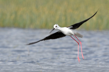 landender Stelzenläufer (Himantopus himantopus) - Black-winged stilt