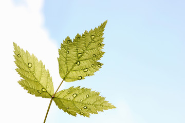 Green leaf texture, beautiful nature texture concept, copy space.