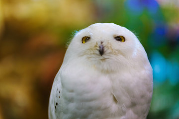Close up to a portrait (head shot) of a passive Snowy Owl (Bubo scandiacus) showing it's mesmerising, wide-opened, yellow eyes and sitting on a post.