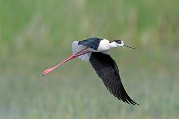 fliegender Stelzenläufer (Himantopus himantopus) - Black-winged stilt