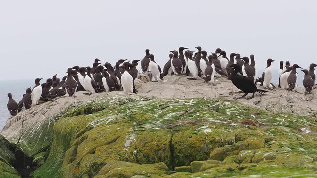 Guillimot (Uria aalge) on a rock.