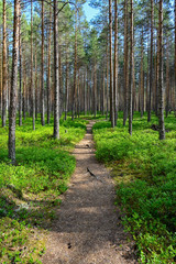 trail through a nature reserve in Sweden