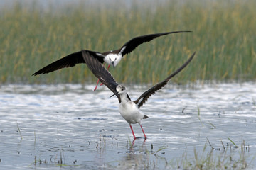 streitende Stelzenläufer (Himantopus himantopus) - Black-winged stilt