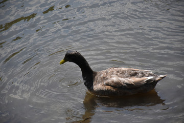Duck in the Water