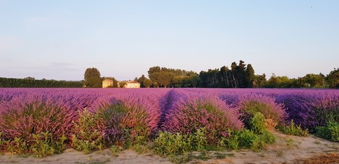 lavender field in provence france