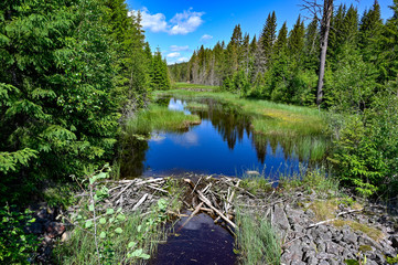 beaver dam in a beautiful setting in a Swedish forest © Jonas