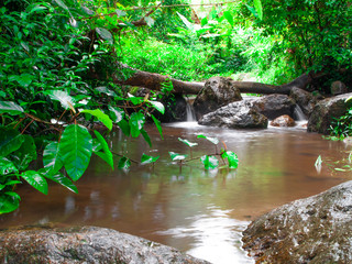 small river flows through the rocks in the green forest. Big tree and moss.In the rainy season