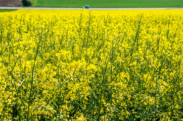 field with blossoming yellow mustard