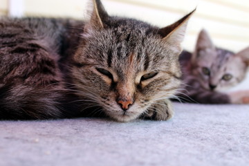 Fototapete bei efototapeten.de bestellen   