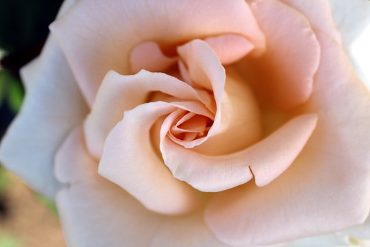 Bud pink rose, close-up, delicate color, beautiful curved petals