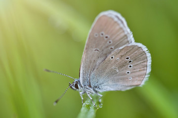 Butterfly on a spring meadow in the sunshine.