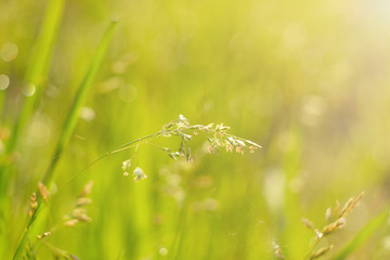 the green blur background from a grass on a meadow