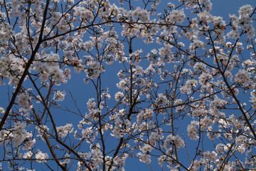 山桜