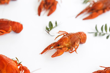 Several boiled crawfish isolated on white. top view. Flat lay