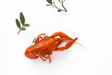 Boiled crawfish isolated on white. top view. Flat lay.
