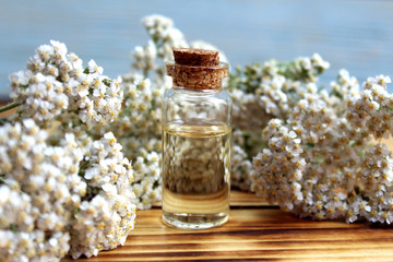 Yarrow flower oil aromatherapy to treat the body