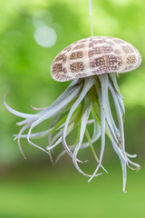 Fototapeta premium Air Plant