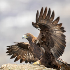 Ein mit ausgebreiteten Schwingen freigestellter landender Steinadler in der Seitenansicht