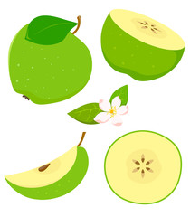 Set of isolated green apple in cartoon style with flowering. Vector illustration on white background.