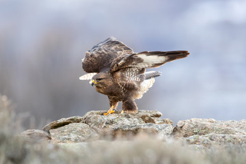 Ein freigestellter Steinadler in der Seitenansicht fliegt vom einem Felsvorsprung vor grauem Hintergrund ab