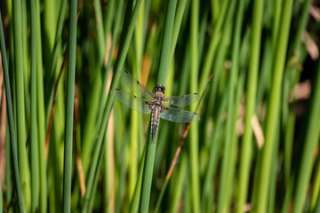 Dragonfly among the reeds