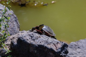 Sunbathing Turtle