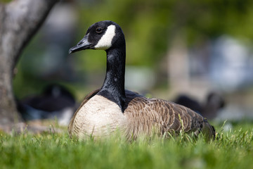 Goose in the Grass
