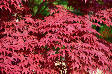 Fototapeta premium North Korea, red maple