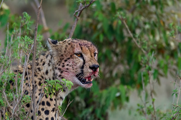 cheetah cat africa wild blood
