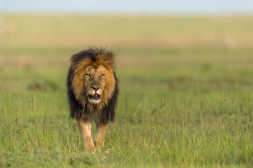 lion cat africa wild