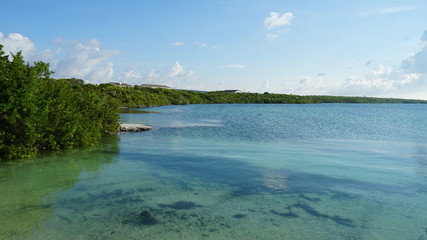 landscape with lake and trees