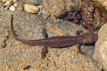 Ein korsischer Gebirgsmolch im Flussbett in der Draufsicht