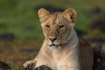 lion wild africa