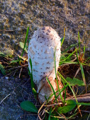 Closeup of a shaggy mane growing on a rock, wild growing edible mushroom