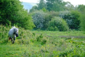 Pony in meadow