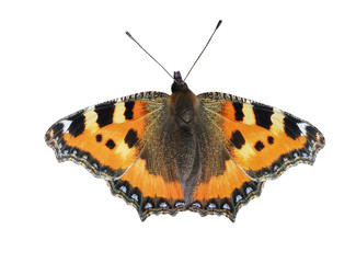 Small tortoiseshell (Aglais urticae), isolated on White background