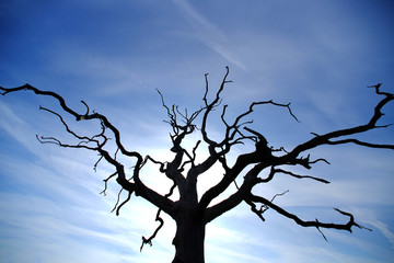 Oak tree