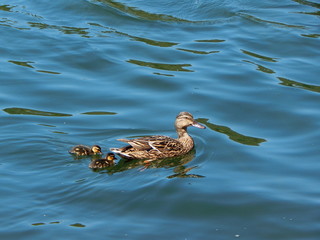 Female duck with ducklings swimming on the blue lake, copy space