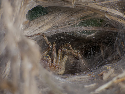Trichterspinne leicht seitlich in Trichterspinnennetz