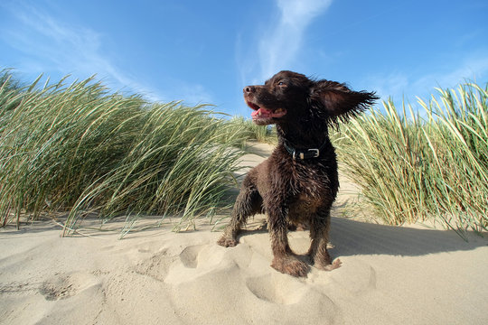 beach spaniel