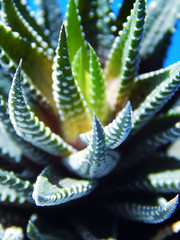 Close up of lush green leaves of aloe aristata with white spots