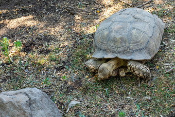 African spurred tortoise , turtle, tortoise, tortoiseshell, testudo, testudinate, turtle-shell.