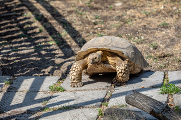 African spurred tortoise , turtle, tortoise, tortoiseshell, testudo, testudinate, turtle-shell.