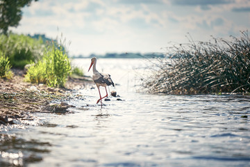 White stork walks on the water against the river and reeds. Background in blur. © alexx_60