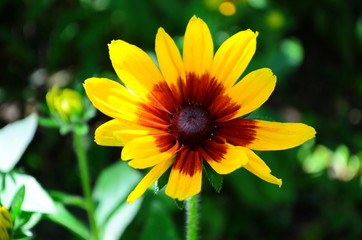 Young flower Rudbeckia yellow in the garden