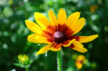 Young flower Rudbeckia yellow in the garden