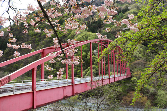 桶谷橋と桜（長野県大鹿村）,sakura and okeya bridge,ooshika village,nagano prefecture,japan