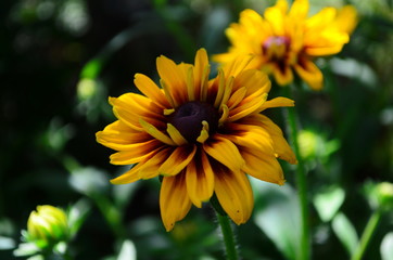 Young flower Rudbeckia yellow in the garden