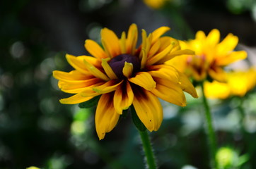 Young flower Rudbeckia yellow in the garden